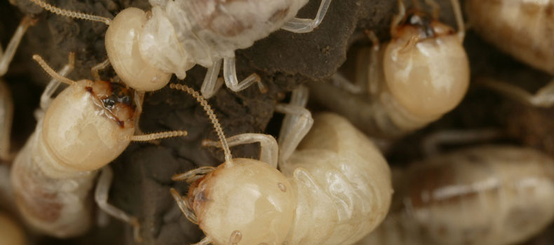 Get a termite (or wood destroying organism) inspection from Next Level Home Inspections
